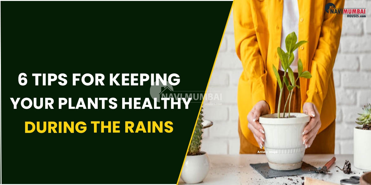 6 Tips For Keeping Your Plants Healthy During The Rains