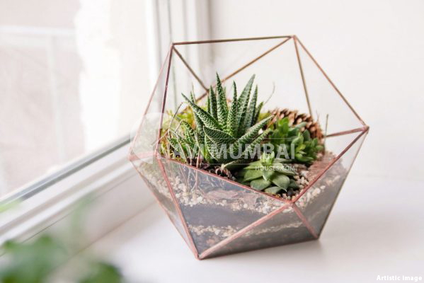 What Are Terrarium Plants & How To Select The Right One?