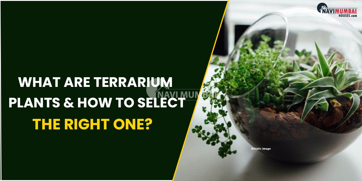 What Are Terrarium Plants & How To Select The Right One?