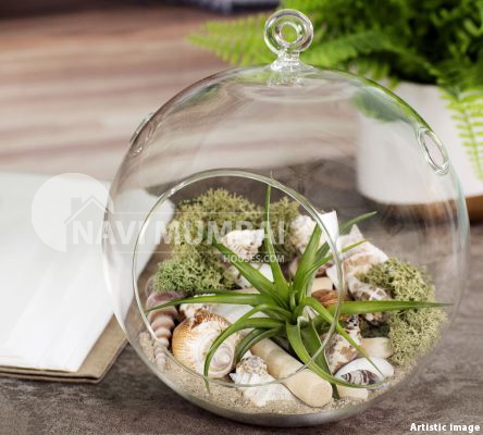 What Are Terrarium Plants & How To Select The Right One?