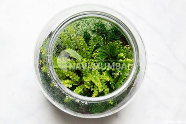 What Are Terrarium Plants & How To Select The Right One?