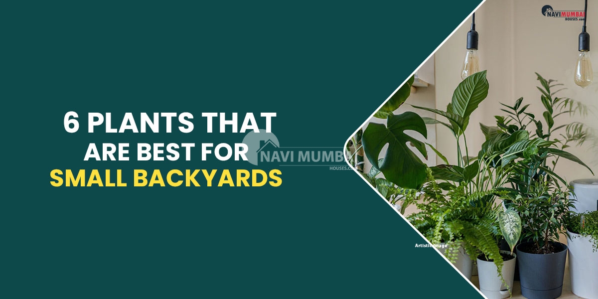 6 Plants That Are Best For Small Backyards