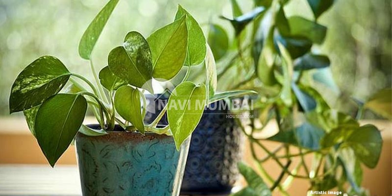 A money plant can help to create a peaceful and tranquil atmosphere in the bedroom.
