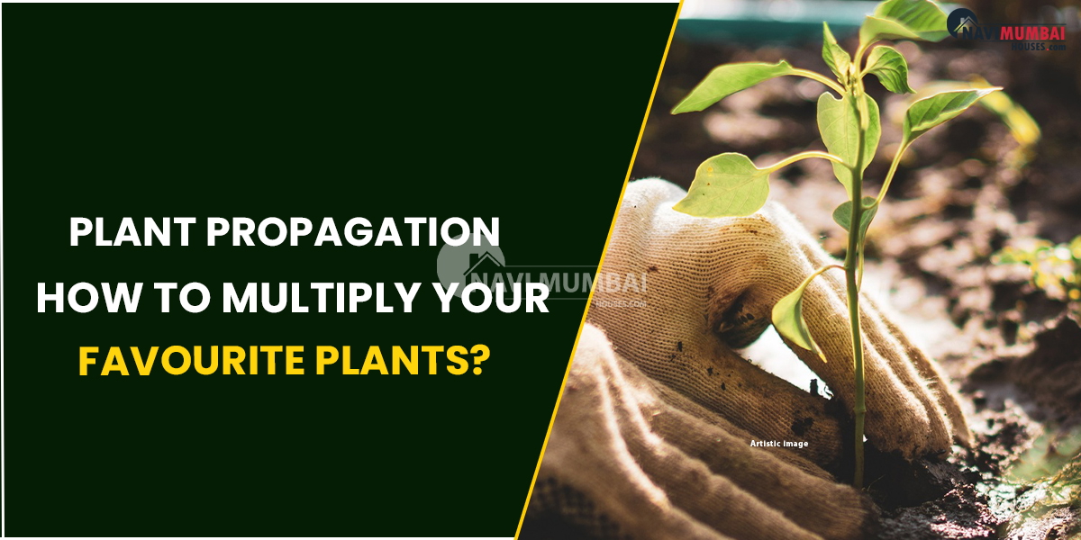 Getting To Know Plant Propagation: How To multiply Your Favourite Plants?