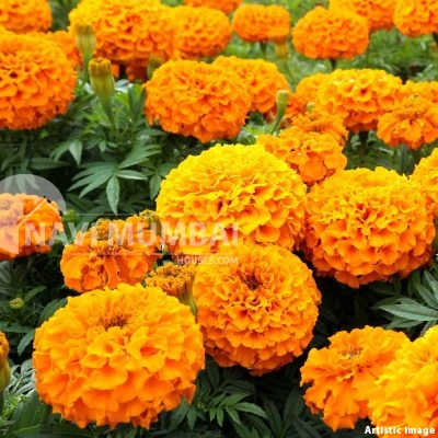 African-marigold-