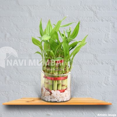 Indoor Plants For Good Luck In Feng Shui