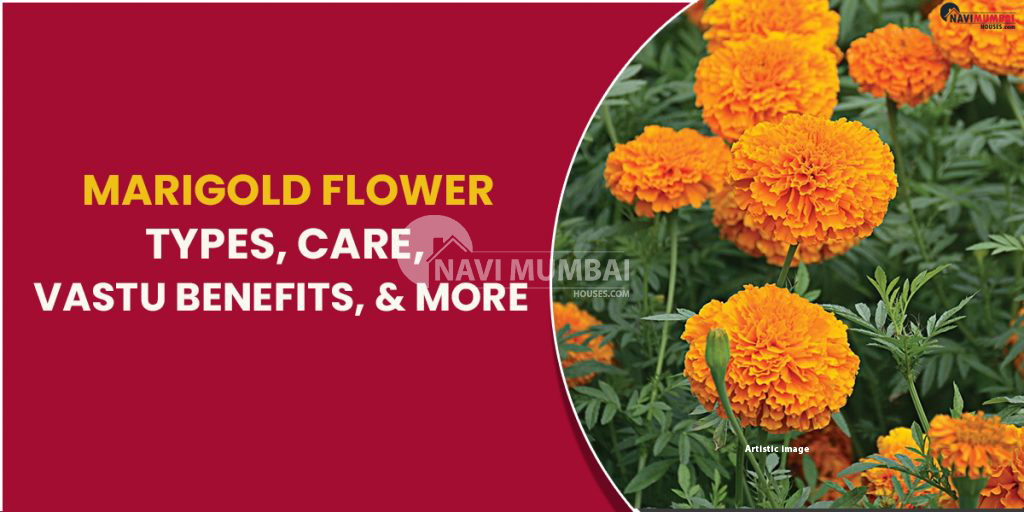 Marigold Flower Types , Care, Vastu Benefits, & More