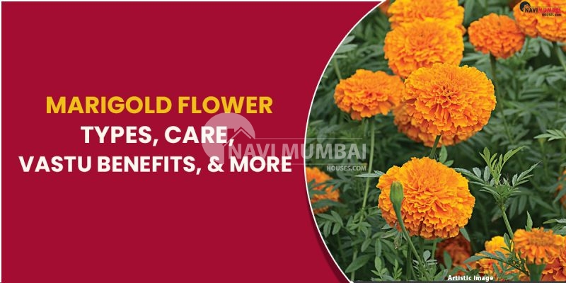 Marigold Flower Types, Care, Vastu Benefits, & More