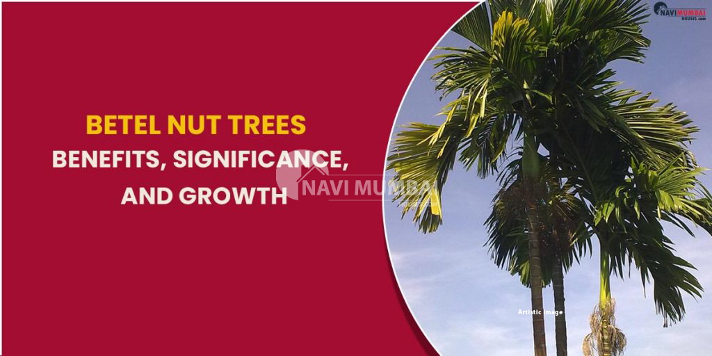 Betel Nut Trees : Benefits, Significance, And Growth