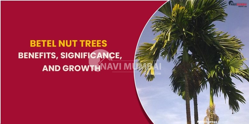 Betel Nut Trees