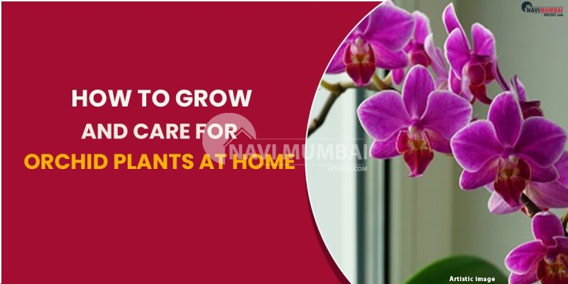 How To Grow And Care For Orchid Plants At Home