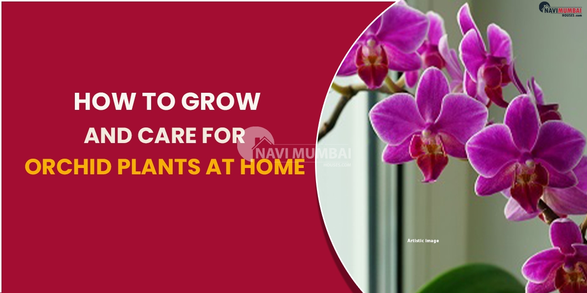 How To Grow And Care For Orchid Plants At Home