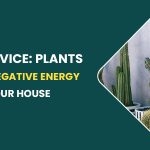 Vastu Advice: Plants That Attract Negative Energy Into Your House